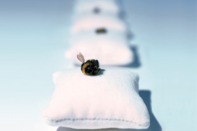 Piccola ape, grande effetto