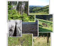 Nuova ricerca sul conflitto tra bosco e fauna selvatica in Germania