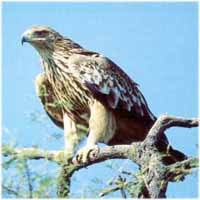 Partnersko sodelovanje med Alpami in Karpati