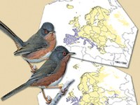 Podnebne spremembe ogrožajo tudi alpske gnezdilke