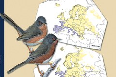 Podnebne spremembe ogrožajo tudi alpske gnezdilke