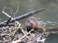Razširjenost bobra na območju Švicarske planote