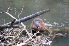 Razširjenost bobra na območju Švicarske planote