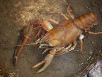 V Evropi več kot 10.000 tujerodnih vrst