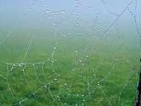 Povezani partnerji povezujejo habitate