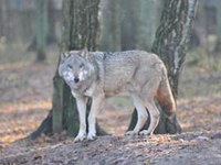 Veliki sesalci in ujede se vračajo v Alpe