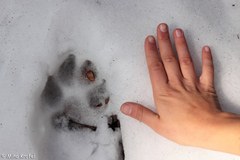 Prva celovita spletna stran o volkovih v Sloveniji