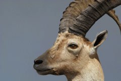 Odstrela kozoroga ne bo