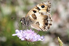 Čas je za skalnega puščavarja in močerada