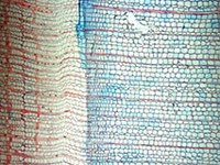 Podnebne spremembe: zgodnja pomlad, pozna jesen