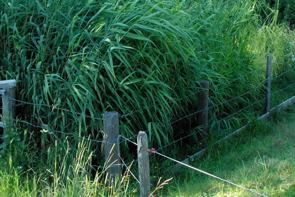 Prva rastlinska čistilna naprava za planinsko kočo v Alpah