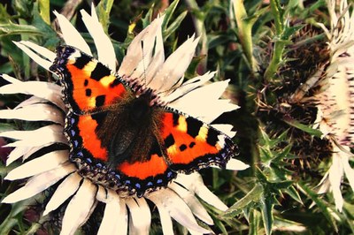 Prizadevanja Omrežja občin za varstvo narave