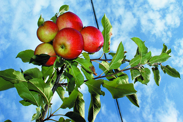 Civilne iniciative v vzponu