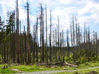 Hud boj z lubadarjem