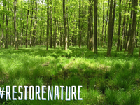 Je uredba o obnovi narave tik pred propadom?