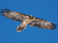 Mladiči v Franciji in Avstriji