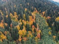 Novela Zakona o gozdovih: digitalizacija in strožje kazni, kaj pa varstvo narave?