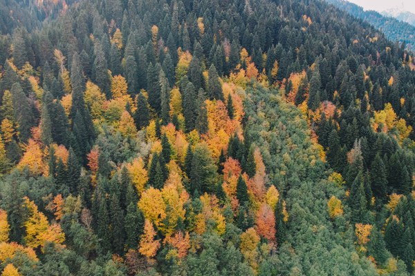 Novela Zakona o gozdovih: digitalizacija in strožje kazni, kaj pa varstvo narave?