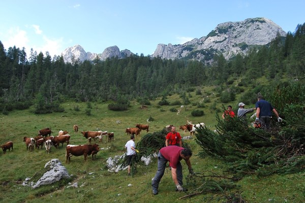 Ogenj v Alpah 2014: Čiščenje planine Velo polje