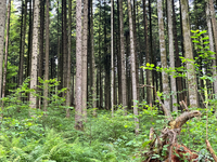 Posvet: Vloga gozdnih ekosistemov v luči podnebnih sprememb