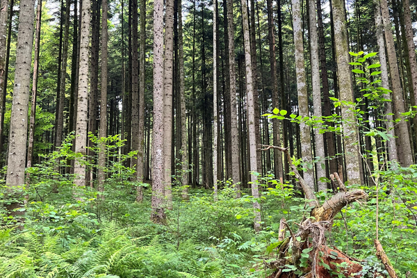 Posvet: Vloga gozdnih ekosistemov v luči podnebnih sprememb