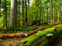 Pustimo delček gozda pri miru - prepustimo ga naravi, ogroženim vrstam in prihodnjim generacijam